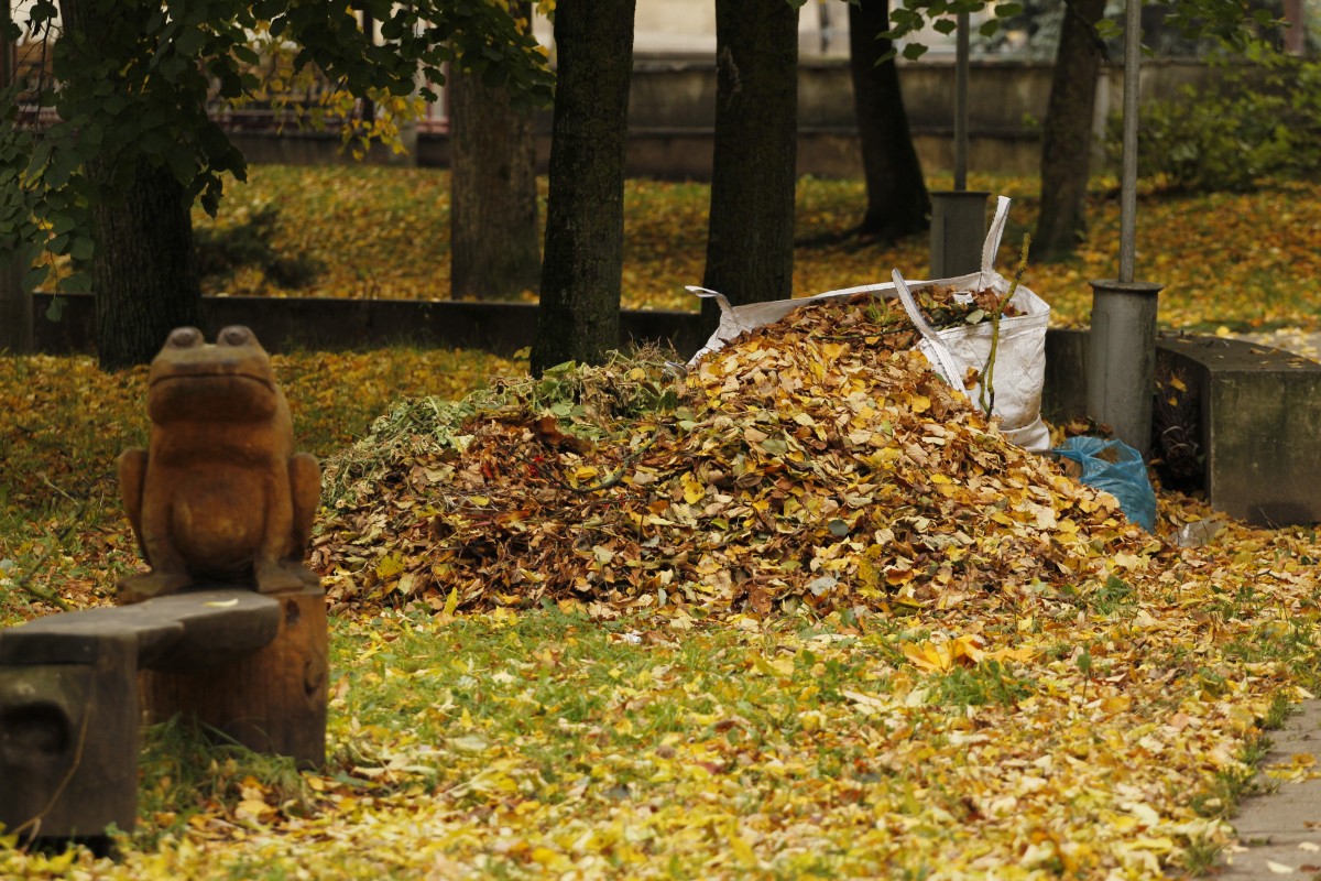 Prasidėjo lapų kritimas – ar Klaipėda jau pasiruošusi rudens iššūkiams?